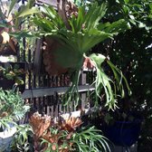 Bellefontaine Nursery 80 Photos 56 Reviews Nurseries Photo Of Bellefontaine Nursery Pasadena Ca United States Beautiful Staghorn Ferns