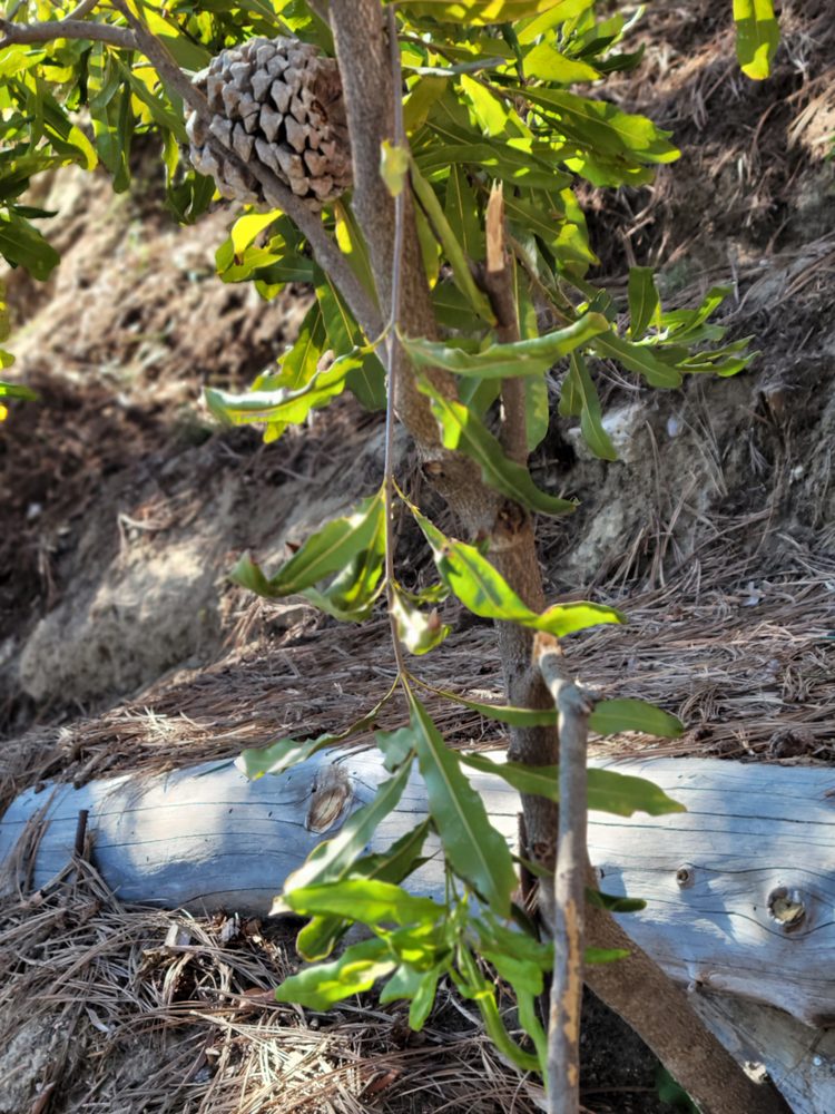 Pro Trees