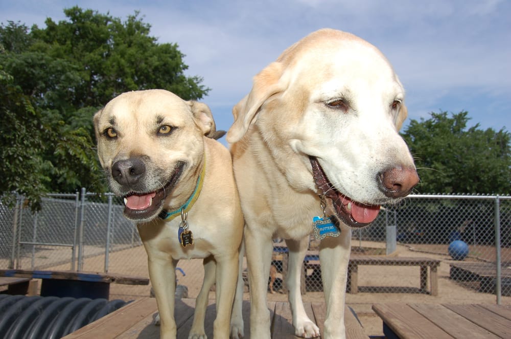 Downtown Dog 48 Photos & 92 Reviews Pet Groomers 2201 S Harwood