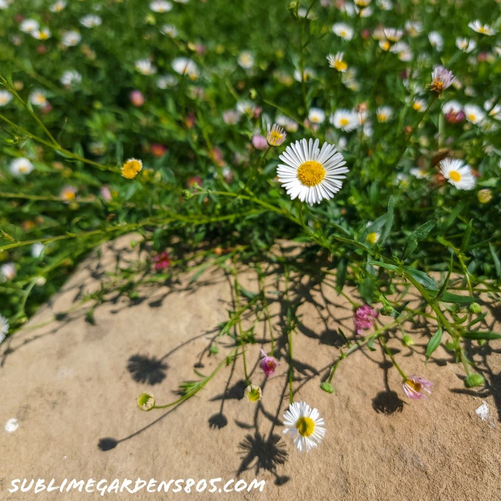 Sublime Gardens