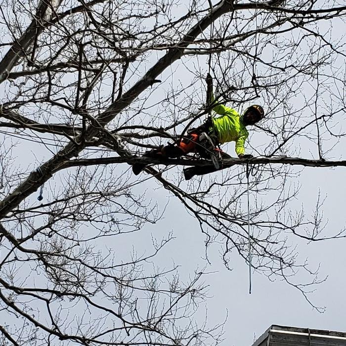 ABC Tree Monkeys
