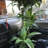 Portland Nursery 57 Photos 79 Reviews Nurseries Gardening Photo Of Portland Nursery Or United States Replacement Plant