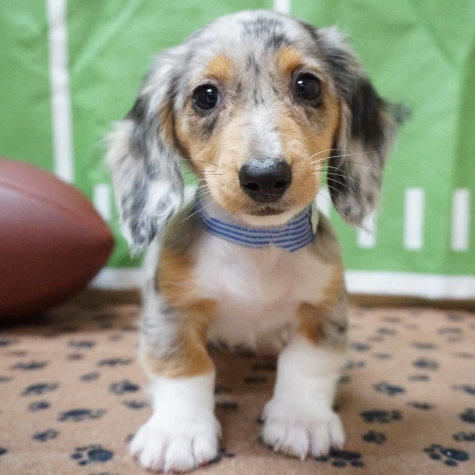 Petland Racine 12 Photos & 19 Reviews Pet Stores 2310 S Green Bay