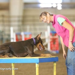 dog training portland oregon dog training portland oregon