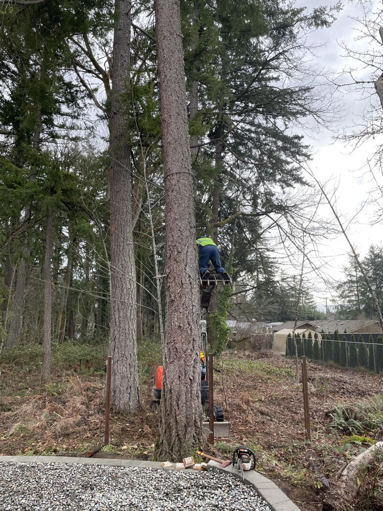 Shepherd's Tree Service and Excavation