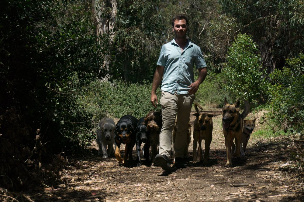 The Noble Dogs
