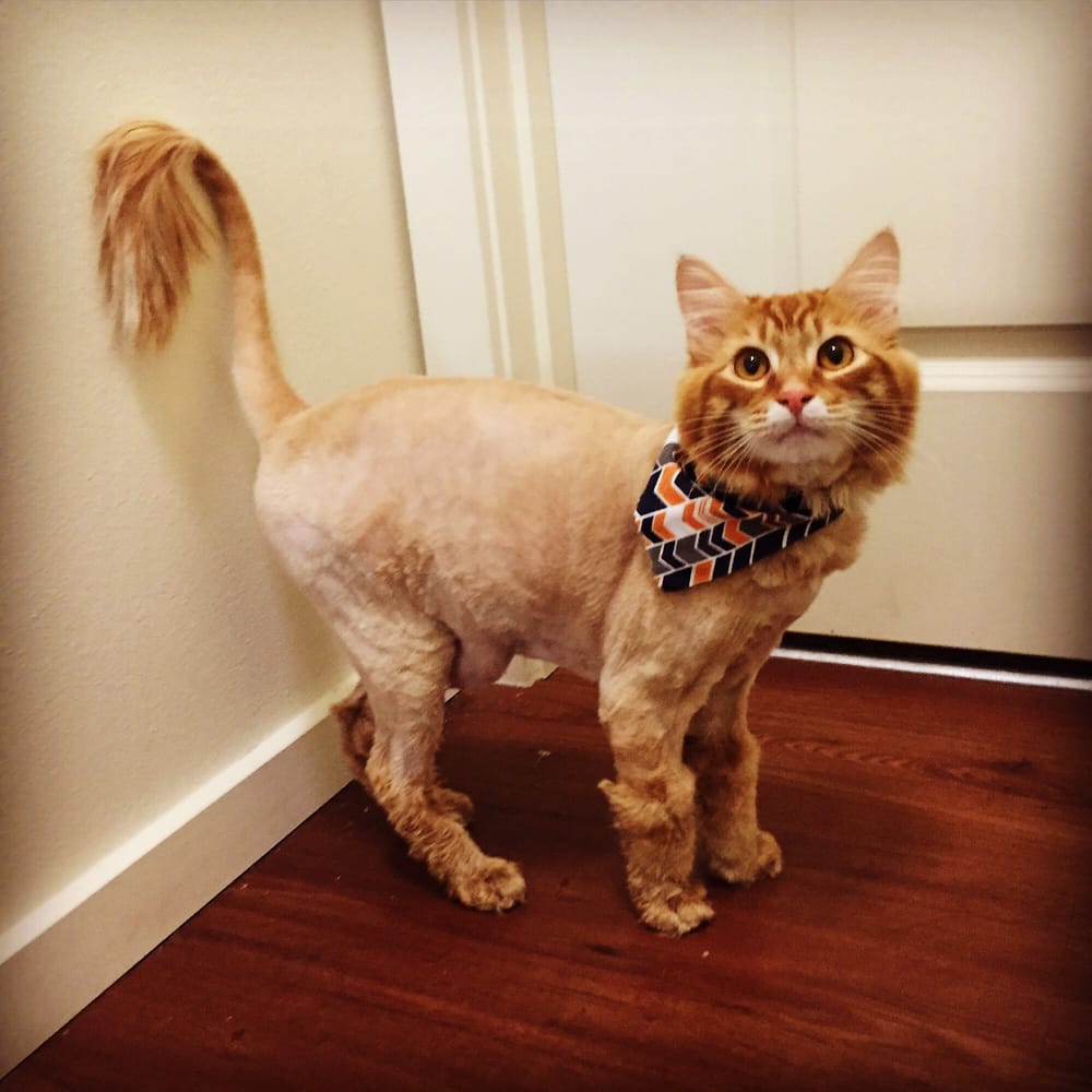 Laurel’s Pet Grooming - 34 Photos & 32 Reviews - Pet Groomers - 1108 Union Mills Rd SE, Lacey Laurel’s Pet Grooming - 34 Photos & 32 Reviews - Pet Groomers - 1108 Union Mills Rd SE, Lacey