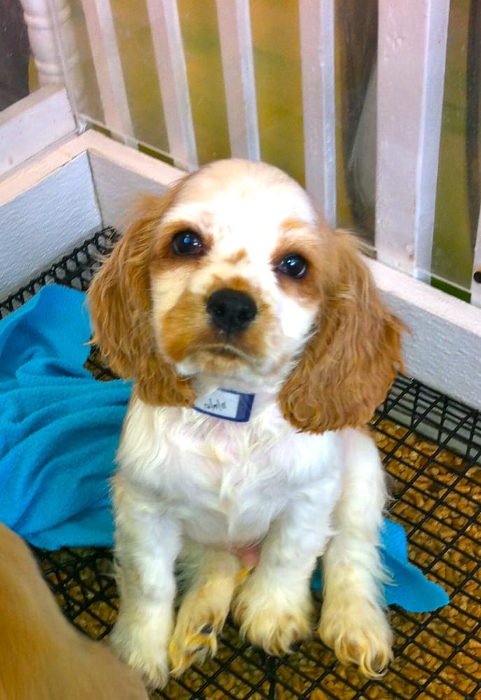 puppy zone knoxville photos for puppy zone yelp puppy zone knoxville photos for puppy zone yelp