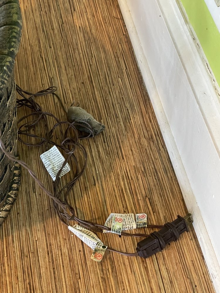 Backwater Jack's Tiki Bar