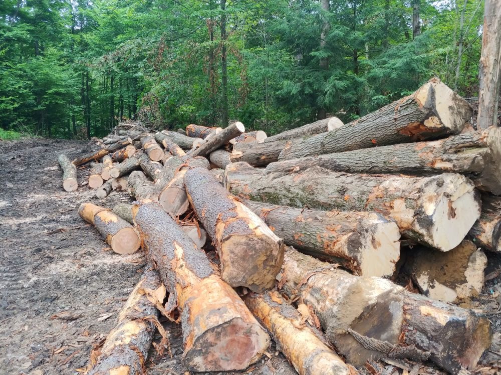 Troyer's Timber Harvesting