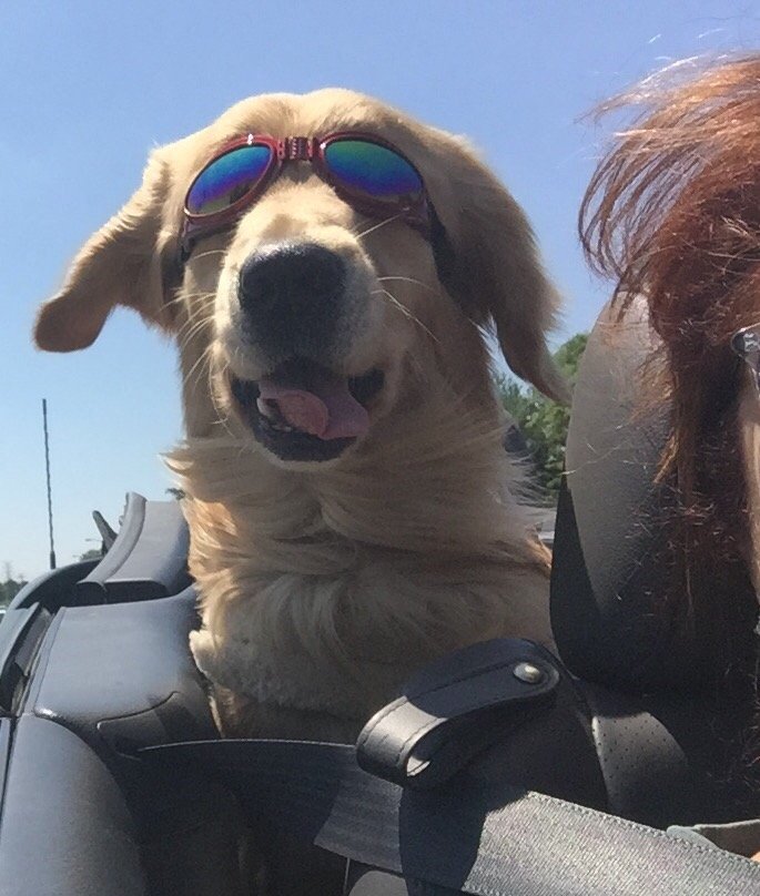 Doggy DO Right