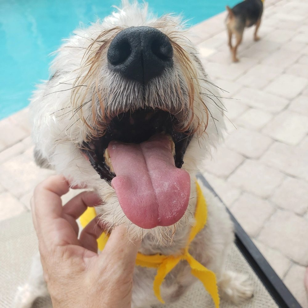 4 Paws Pet Sitting Image