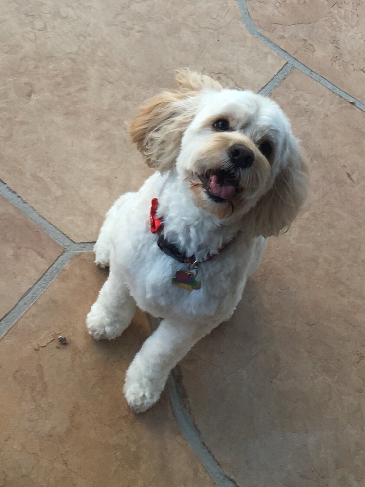 grooming mesa az hap e tails mobile pet grooming hundesalon tiersalon mesa az vereinigte grooming mesa az hap e tails mobile pet grooming hundesalon tiersalon mesa az vereinigte