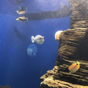 waikiki aquarium 1709 photos