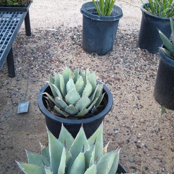 Black Mountain Nursery Nurseries Gardening 4840 E Dynamite Photo Of Black Mountain Nursery Phoenix Az United States Closer Shot