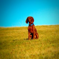 Old Dominion Vet >> The Best 10 Veterinarians Near Old Dominion Veterinary Old Dominion Vet >> The Best 10 Veterinarians Near Old Dominion Veterinary