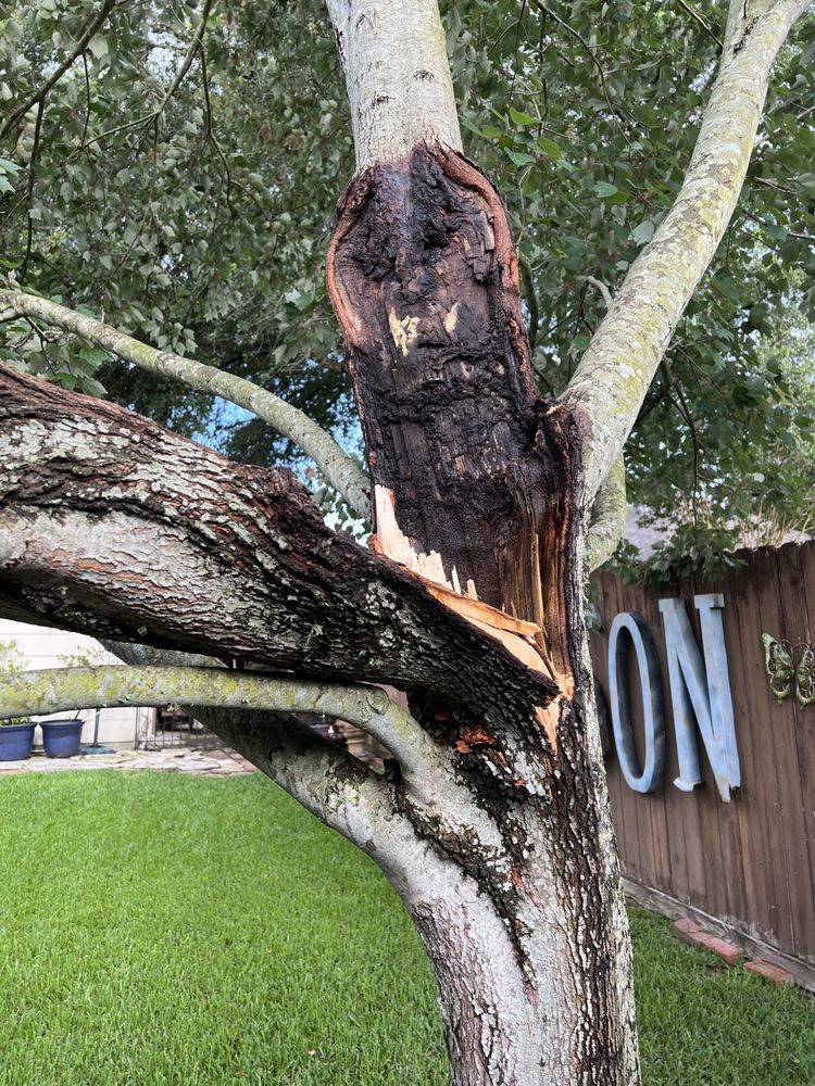 Hunter's Tree Service