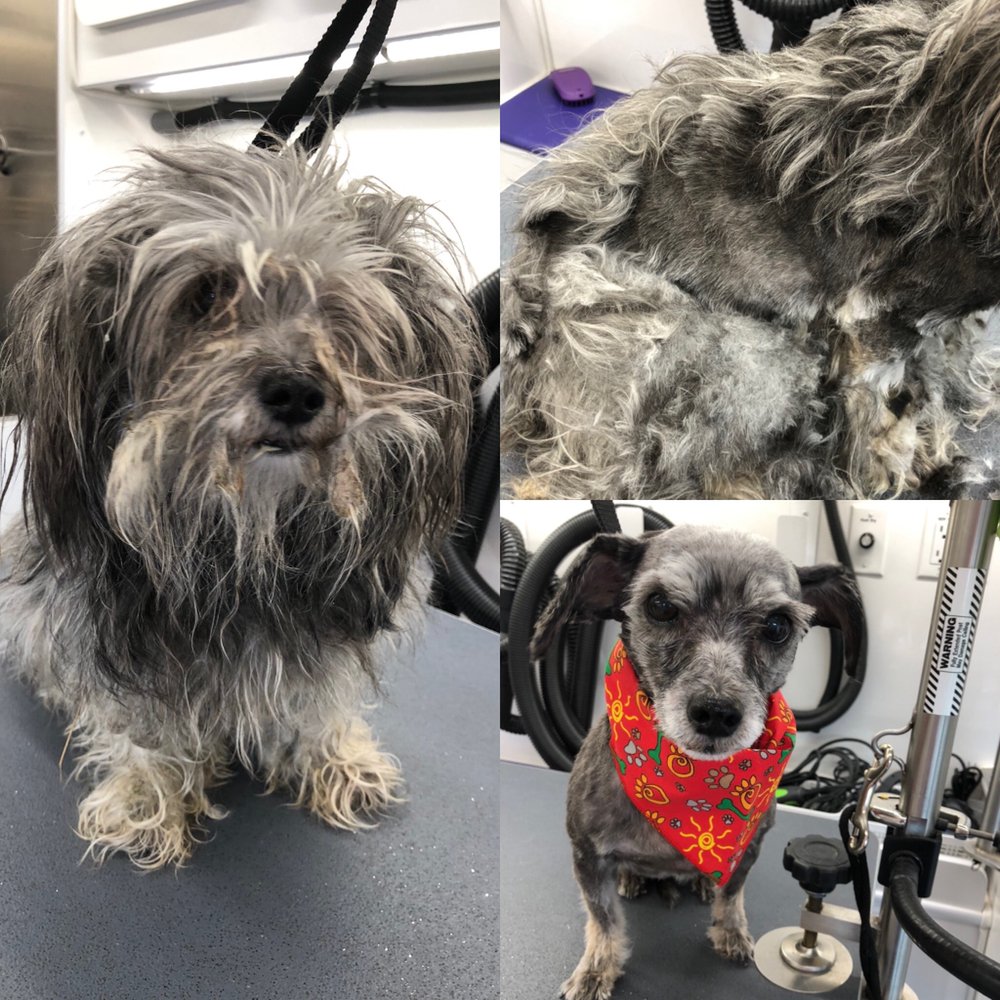 Bow Wow Mobile Dog Grooming