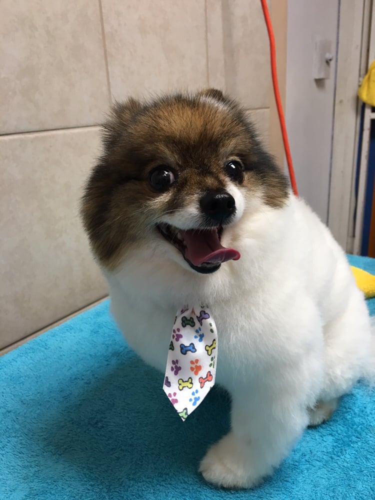 Lily S Mobile Dog Grooming Fl Lily S Mobile Dog Grooming Fl
