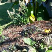 Gardens of Babylon - 67 Photos & 45 Reviews - Nurseries & Gardening