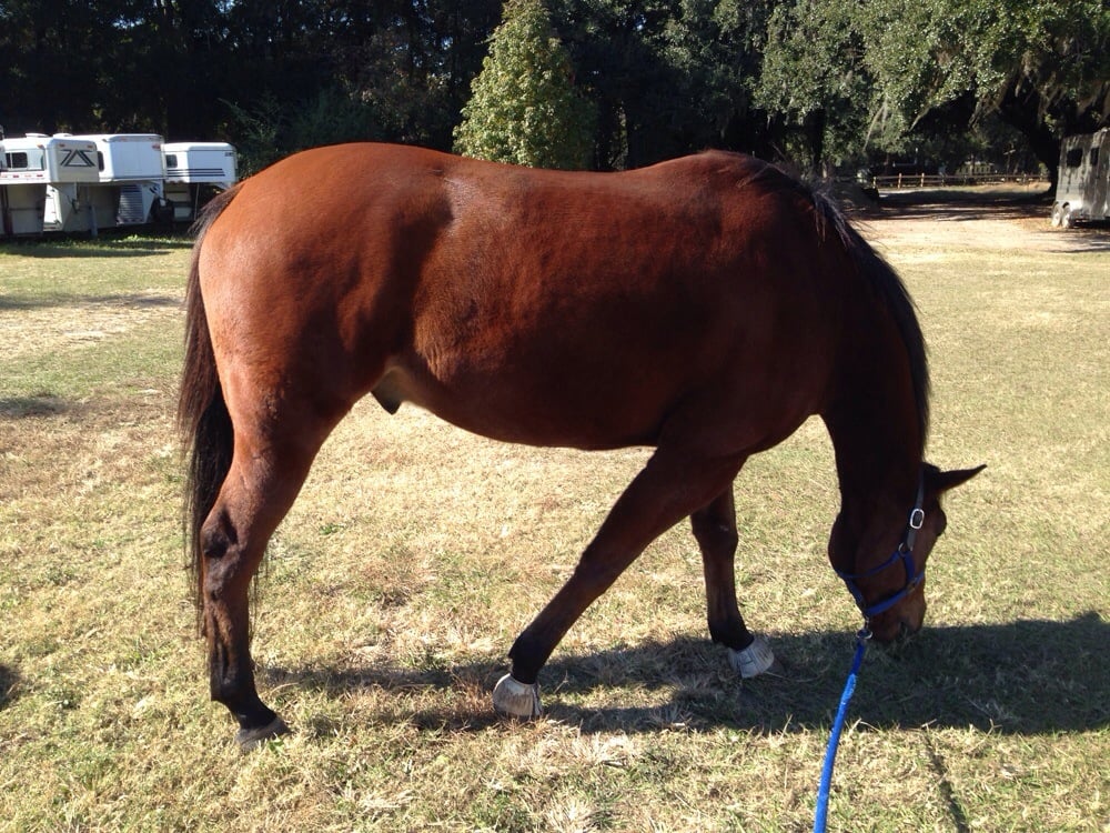 Middleton Equestrian Center Horseback Riding 4280 Ashley River Rd