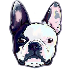 West Palm Beach Boston Terrier West Palm Beach Boston Terrier