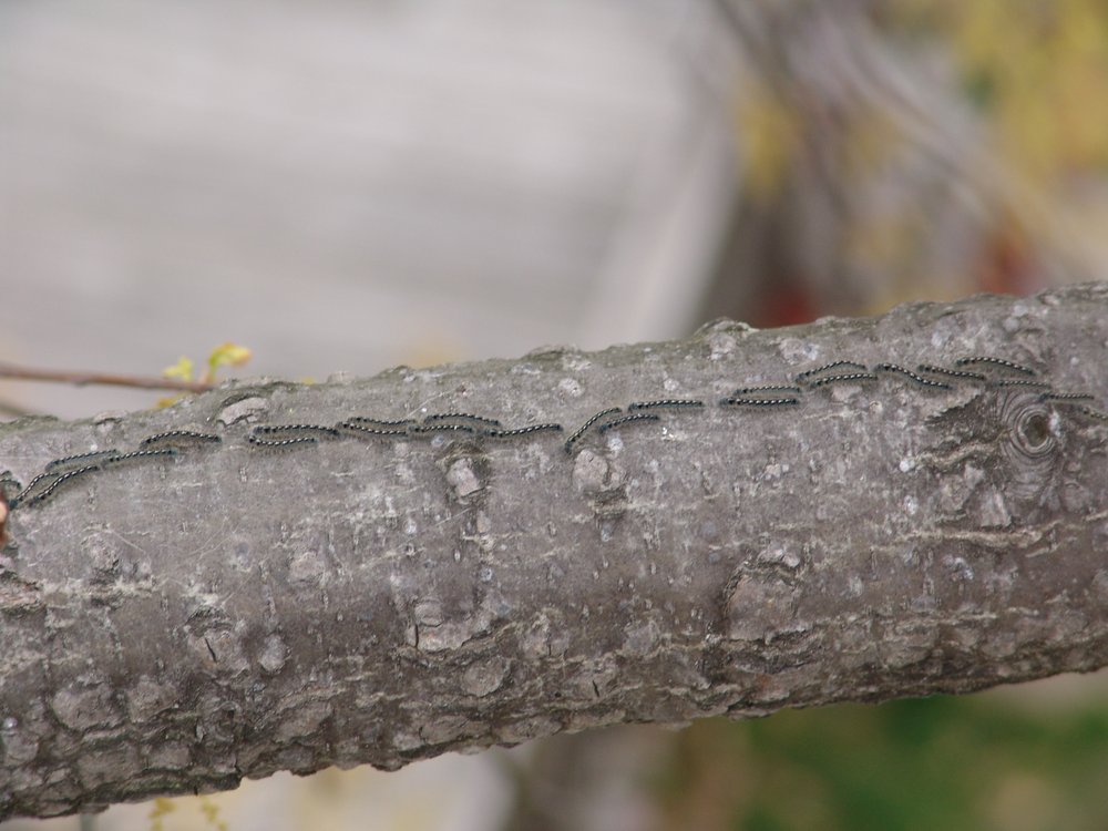 Growing Earth Tree Care