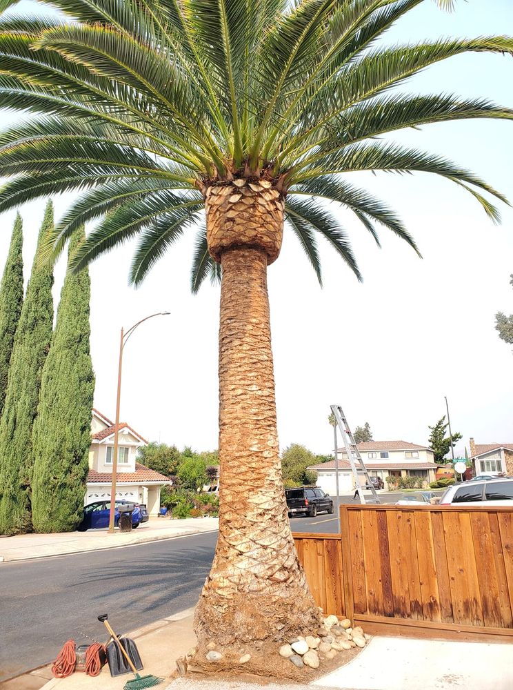 Jose Tree Service