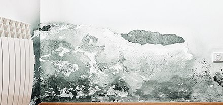PuroClean - Martin Luther King Jr Fwy