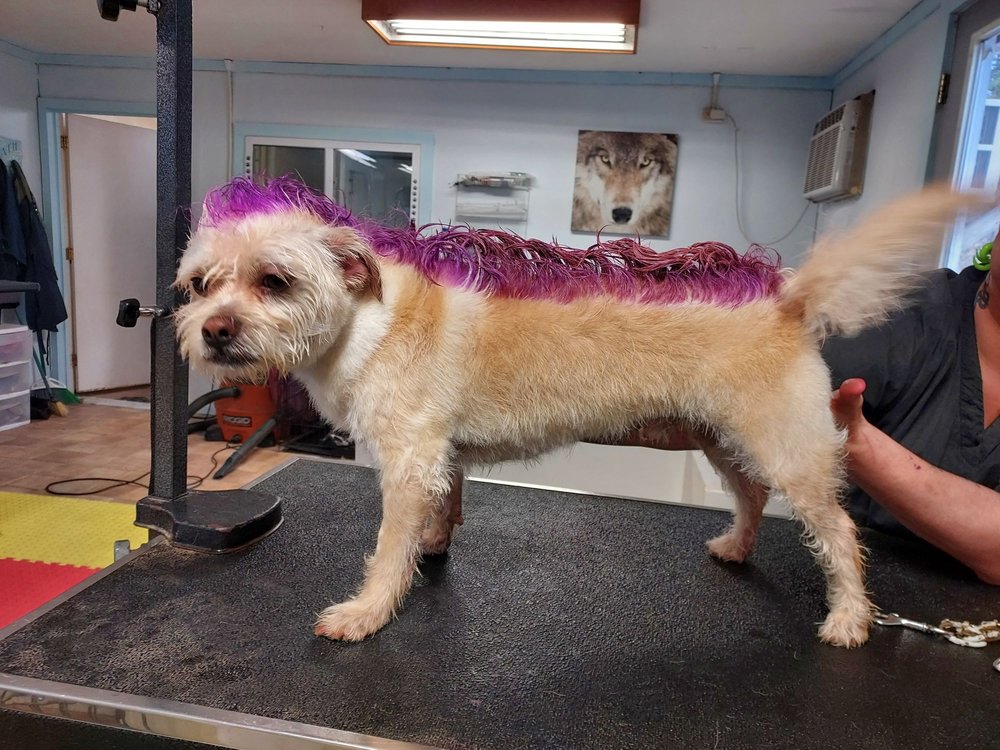 Affectionate Pet Salon Image