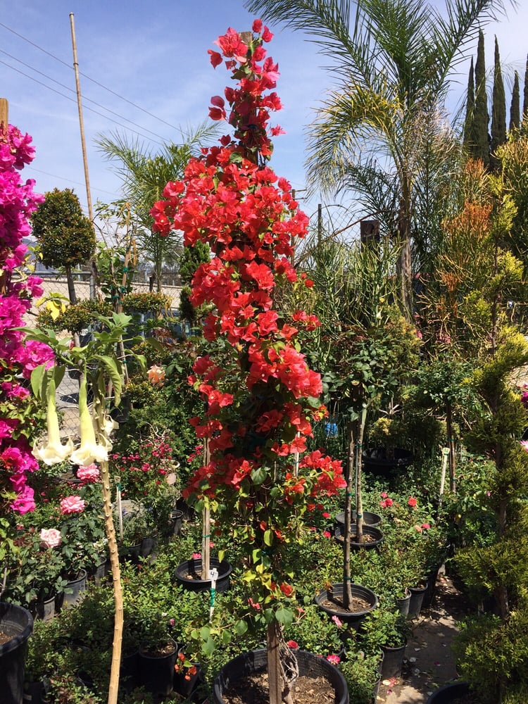 Gonzalez Nursery 42 Photos & 21 Reviews Nurseries & Gardening 470