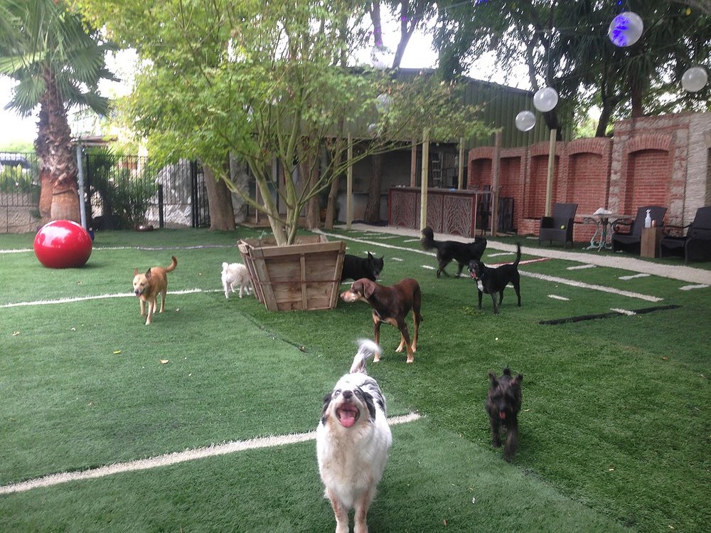 PatioGate Pet Resort - 35 Photos & 29 Reviews - Dog Walkers - 8712