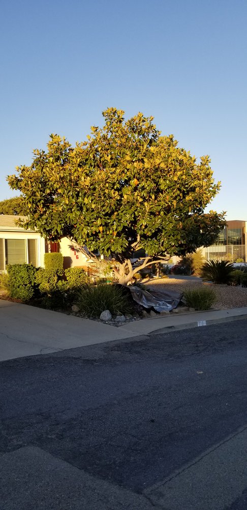 Maya's Landscape & Tree Service