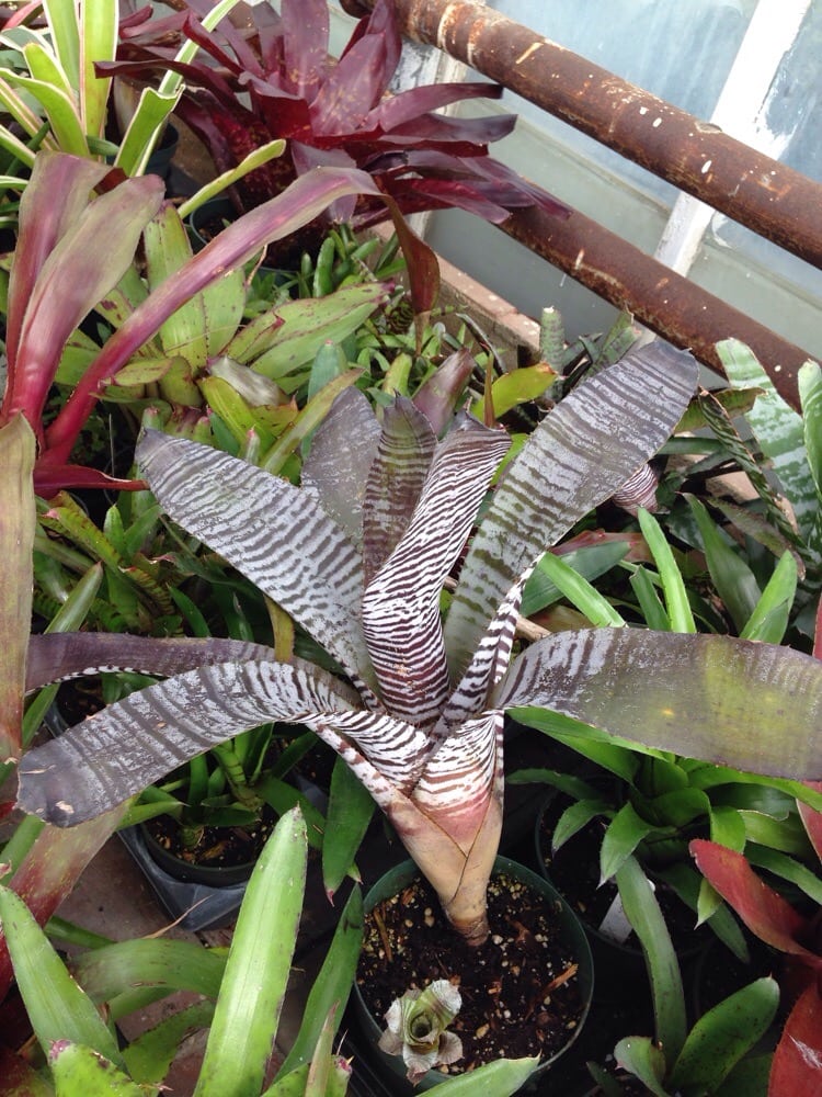 The Vermilion plant variety is impressive. Yelp