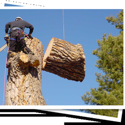 Tree Service Leominster  Photo of Curtis Tree Service - Leominster, MA, United States