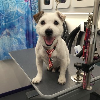 muddy paws dog grooming muddy paws dog grooming