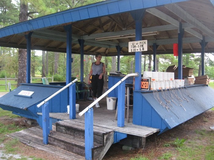 Nelson Blueberry Farm