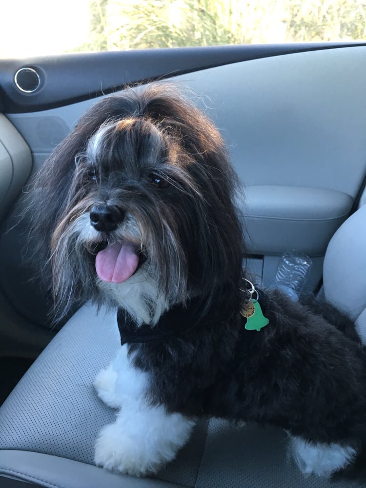 Fluffy Mutt Grooming Salon 18 Photos & 36 Reviews Pet Groomers