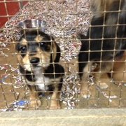 jacks puppy farm s farm 11 photos pet shops 6370 easton rd pipersville pa united jacks puppy farm s farm 11 photos pet shops 6370 easton rd pipersville pa united