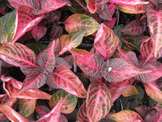 Loen Nursery Garden Center 18710 Sw Pacific Dr Sherwood Or
