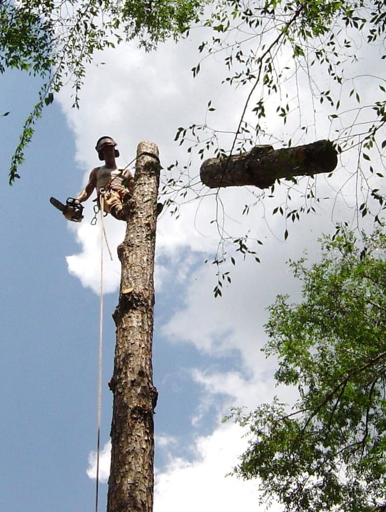 Alex's Tree Service