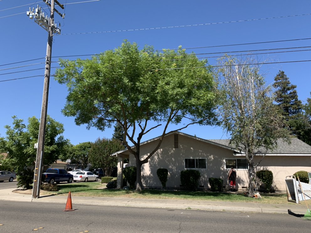 Central Valley Tree Service
