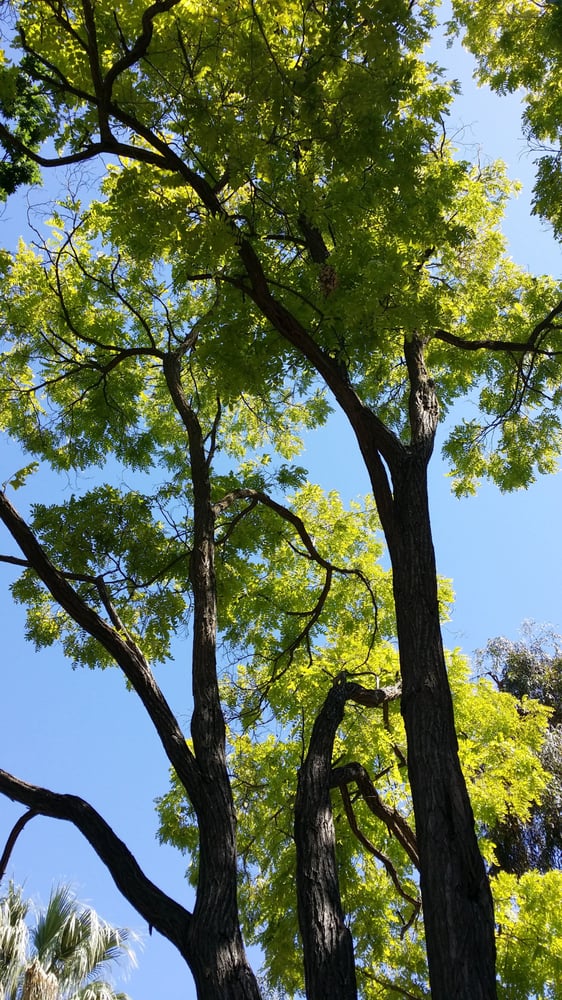 Ruth Bancroft Garden Botanical Gardens 1552 Bancroft Rd Walnut Creek, CA Yelp