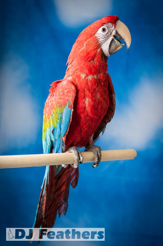DJ Feathers Aviary
