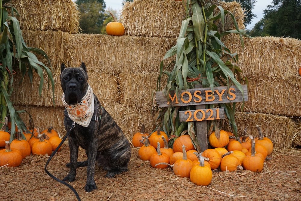 Mosby Brothers Farms