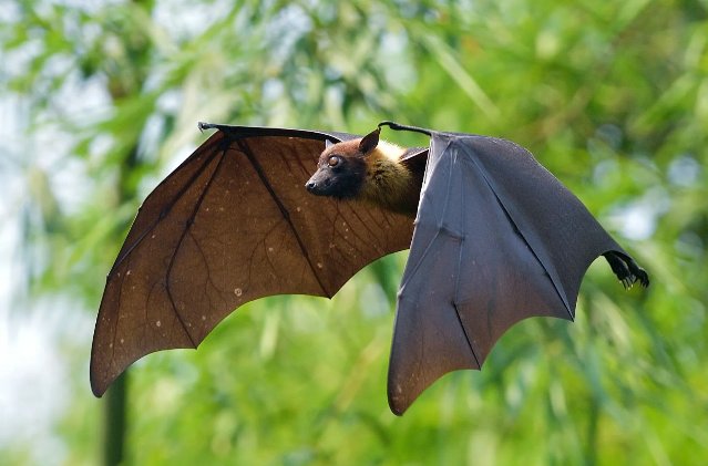 Batman Enterprises