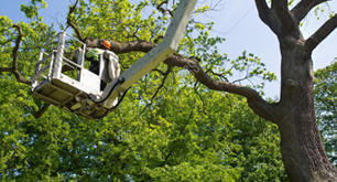 County Tree Service
