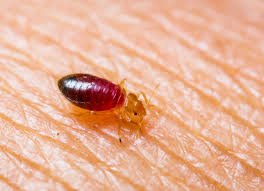 Pestagon Pest Control