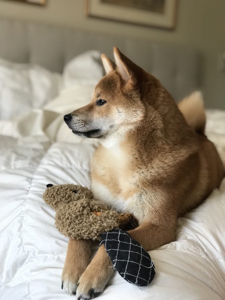 Citipups Village