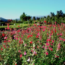 Calaveras Nursery 30 Photos 36 Reviews Nurseries Gardening Photo Of Calaveras Nursery Sunol Ca United States Food For Ones